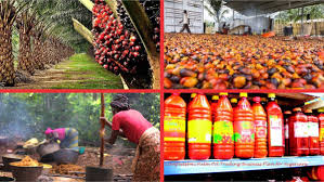10 Best Palm Oil Processing Companies In Nigeria